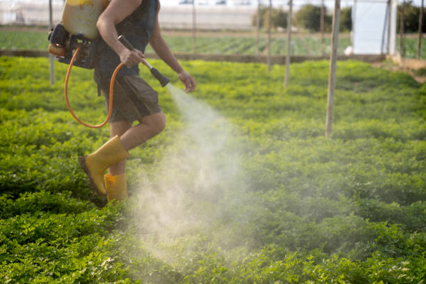 Best Insect Control  in Pirtleville, AZ
