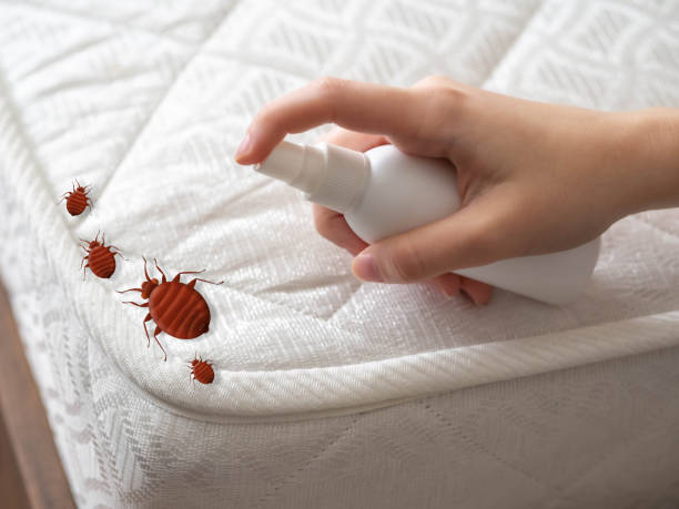 Professional Pest Control in Pirtleville, AZ